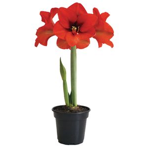 Amaryllis P15