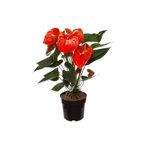 Vaso De Flor Antúrio P17