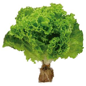 Alface Hidroponica Devile Pct