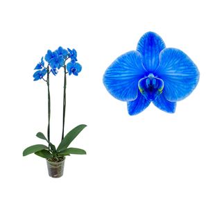 Vaso Orquídea Phalaenopsis Azul Pote 12