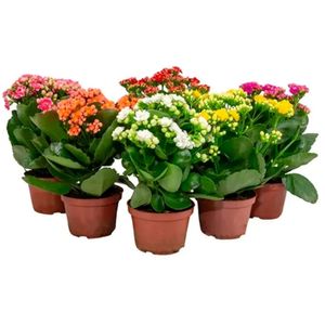 Vaso Kalanchoe Dobrado Pote 11