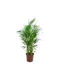 vaso de planta palmeira